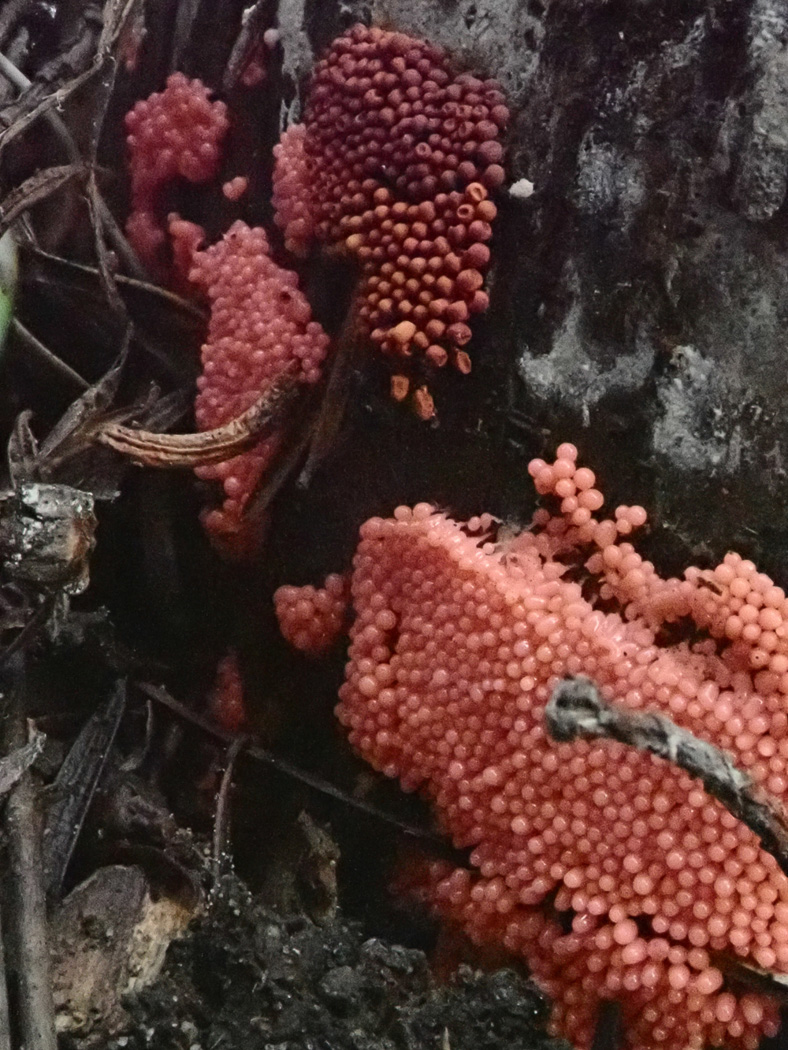Photo © Sarah Ebdon Heterotrichia ferruginea by Sarah Ebdon